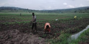 hired labor at work, Gatsibo district 2021